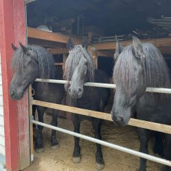 3 Pferde im Stall