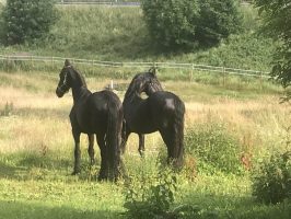 Pferde auf Wiese