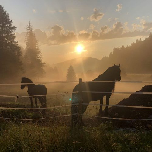 Sonnenuntergang mit 2 Pferden auf der Wiese